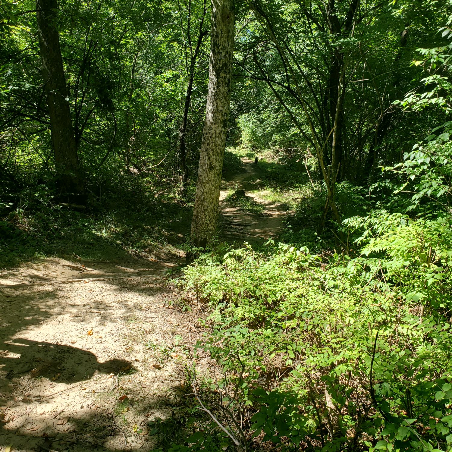 Orange Palos Trail 